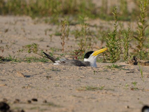 Grootsnavelstern (Phaetusa simplex)